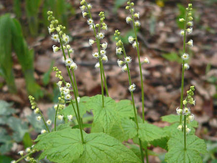 Miterwort, Bishop's Cap (Mitella diphylla)