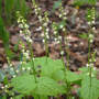 Miterwort_blooms_leaves_clump_4-25-07_good_med