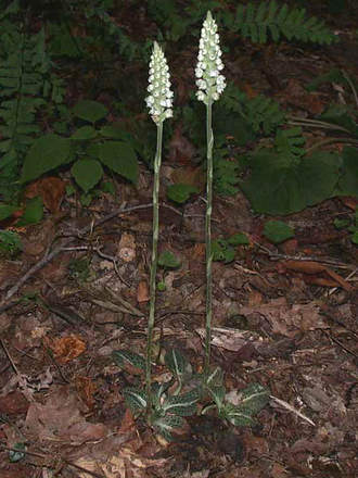 Downy Rattlesnake Plantain (Orchid) (Goodyera pubescens Downy Rattlesnake Plantain Orchid)