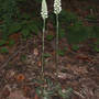 Downy Rattlesnake Plantain (Orchid) (Goodyera pubescens Downy Rattlesnake Plantain Orchid)