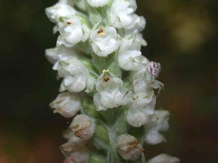 Downy Rattlesnake Plantain (Orchid) Close (Goodyera pubescens Downy Rattlesnake Plantain Orchid)