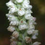 Downy Rattlesnake Plantain (Orchid) Close (Goodyera pubescens Downy Rattlesnake Plantain Orchid)