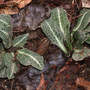 Downy Rattlesnake Plantain (Orchid) Leaves (Goodyera pubescens Downy Rattlesnake Plantain Orchid)