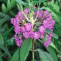 Kalmia angustifolia 'Rubra' - 2009 (Kalmia angustifolia 'Rubra')