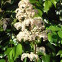 Rodgersia podophylla - 2009 (Rodgersia podophylla)