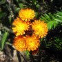 Pilosella aurantiacum - 2009 (Hieracium aurantiacum)
