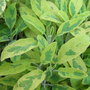 Salvia officinalis 'Icterina' (Salvia officinalis)