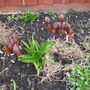 peonies budding