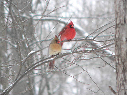 Northern Cardinal Pair