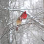 Northern Cardinal Pair