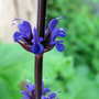 Salvia nemerosa 'Carradonna'
