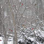 Cardinal_bunches_in_snow_3-07-08_sm
