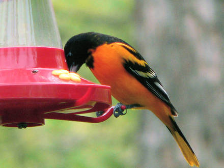 Baltimore Oriole