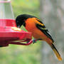 Baltimore_oriole_feeder_close_5-03-07_exc_sm