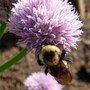 Bumblebee