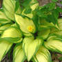 Hosta_and_dandelion_exc_4-29-06_sm