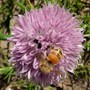 Honeybees like chives too