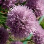 Chive flower ~ Allium schoenoprasum (Allium schoenoprasum (Chives))