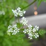 Chervil ~ Anthriscus cerefolium (Anthriscus cerefolium (Atrila))