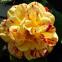 George Burns  (Rosa 'George Burns')