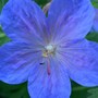 Hardy geranium ~ unknown type (Geranium Rozanne)