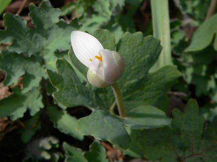 One Step At A Time (Sanguinaria canadensis)
