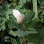 Bloodroot_one_pedal_up_4-06_sm