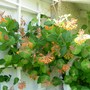Honeysuckle (Lonicera x brownii 'Dropmore Scarlet')