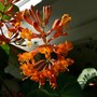 Honeysuckle ~ Lonicera  (Lonicera x brownii 'Dropmore Scarlet')
