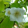 Mock_orange_comp