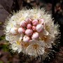 Ninebark 'Center Glow' ~ Physocarpus opulifolius  (Physocarpus opulifolius (Ninebark))
