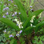 Lily_of_the_valley_greek_valerian_4-29-06_exc_sm