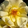 Climbing rose 'The Sky's the Limit'