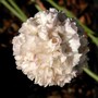 Sea Thrift ~ Armeria maritima (Armeria maritima)