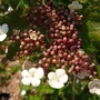 Viburnum sargentii 'Onondaga' (Viburnum sargentii)
