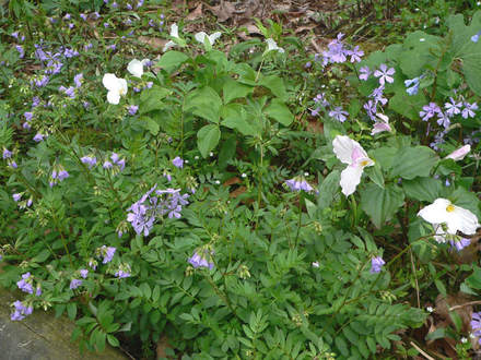 Greek Valerian in Wildflower Bed (Polemonium reptans)