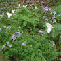 Greek_valerian_tril_phlox_4-27-07_sm