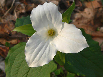Large-Flowered Trillium (Trillium grandiflora)