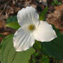 Trillium_white_close_4-23-07_sm