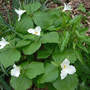 Trillium_clump_7_blooms_4-25-07_exc