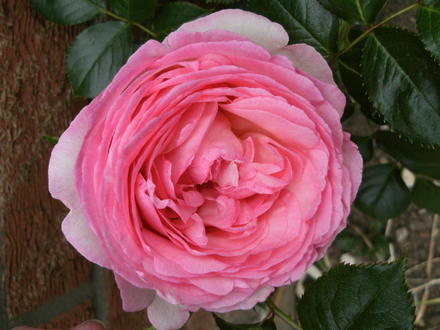 Eden '88    for Janey 