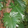 Philodendron giganteum