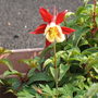 Aquilegia_05_-_08-06-07