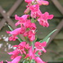 Close-ups_002