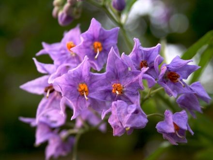 Solanum crispum (Solanum crispum)