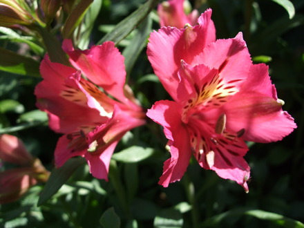 Alstroemeria 'Inca Glow' (Alstroemeria)
