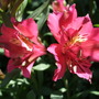 Alstroemeria__inca_glow_
