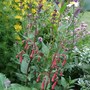 Phygelius 'Winchester Fanfare' (Phygelius x rectus (Cape fuchsia))