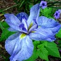 the other iris