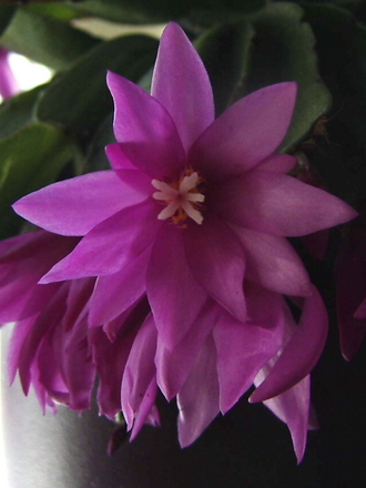 Easter cactus bloom (Hatiora gaertneri)
